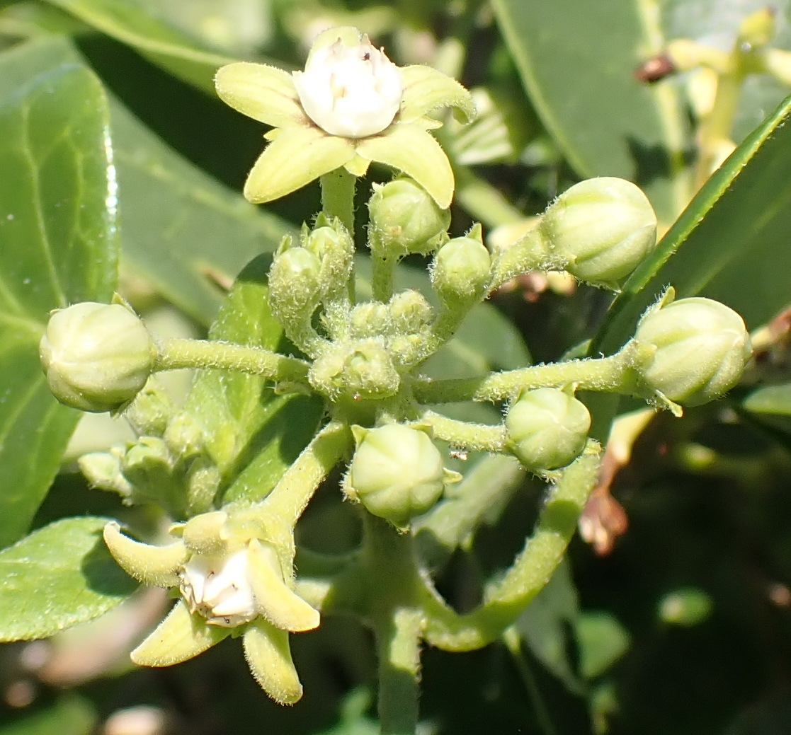 Roundleaf Buckhorn (Cynanchum obtusifolium)