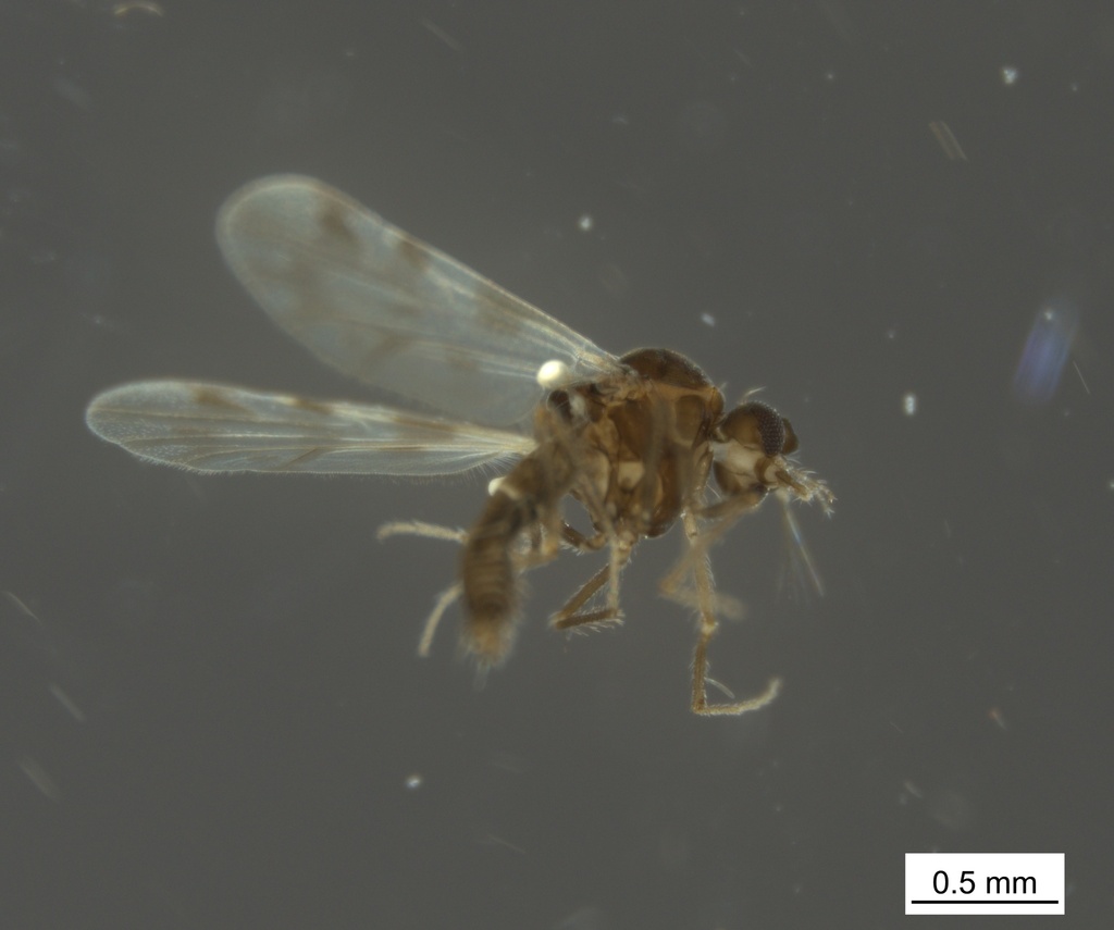 Culicoides newsteadi