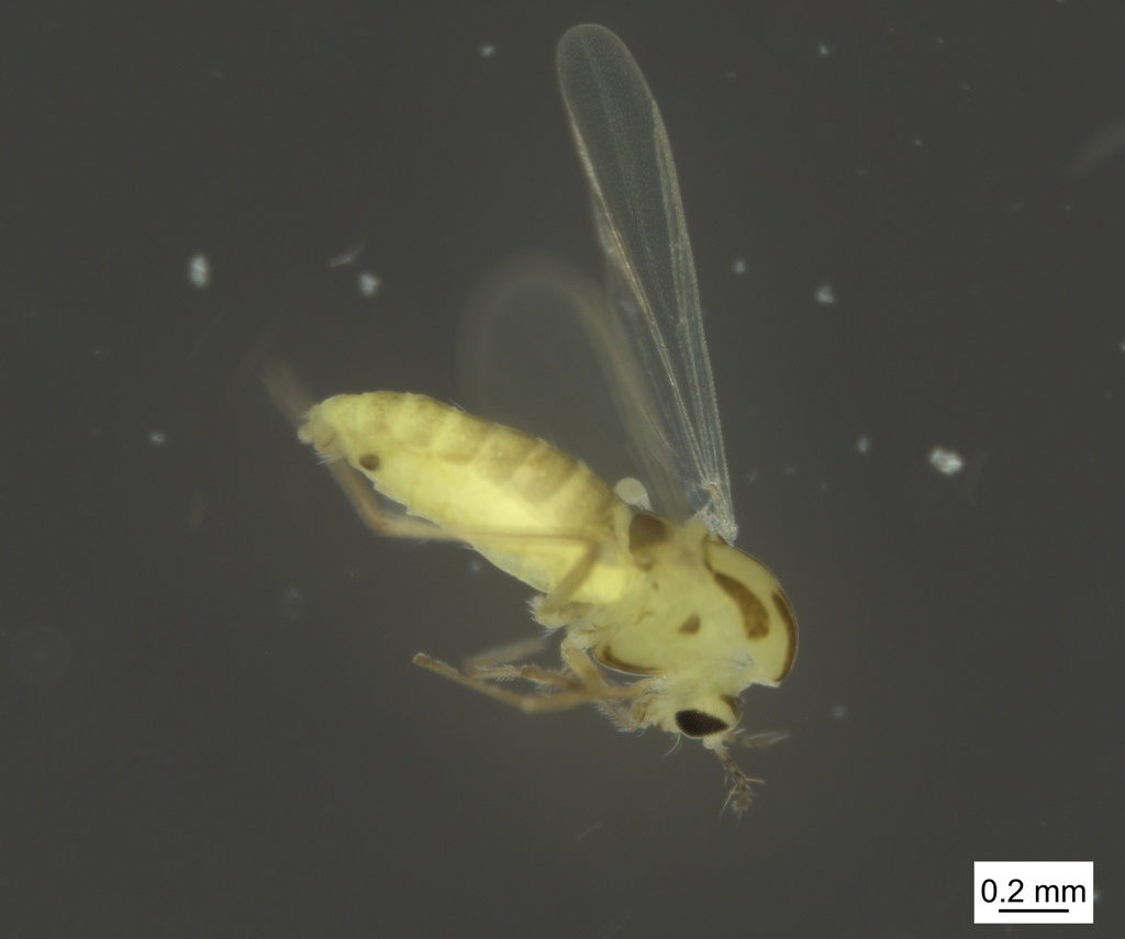 Paraphaenocladius impensus