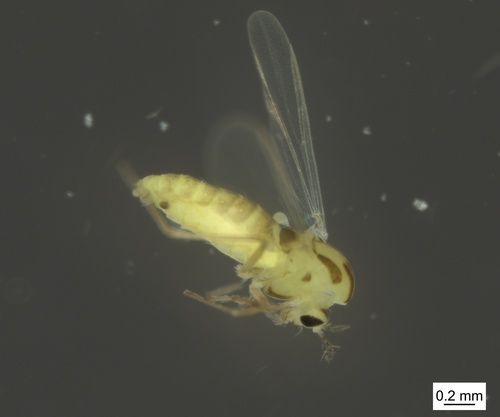 Paraphaenocladius impensus