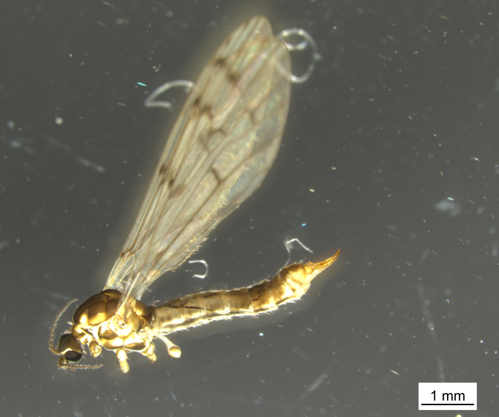 Symplecta scotica