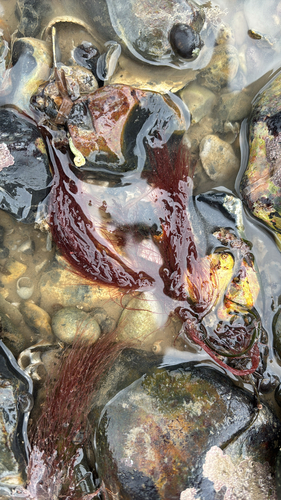 Halurus flosculosus, 2026-04-01