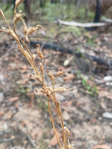narrow lobelia (Lobelia simplicicaulis)