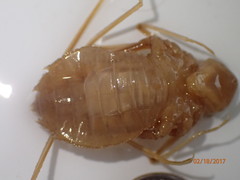 Macromia taeniolata