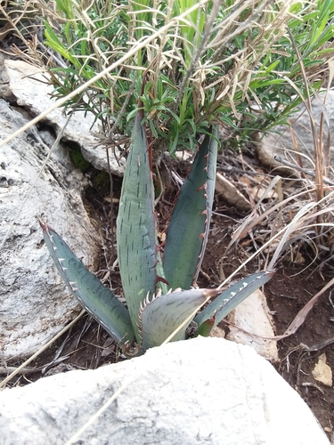 Agave lechuguilla