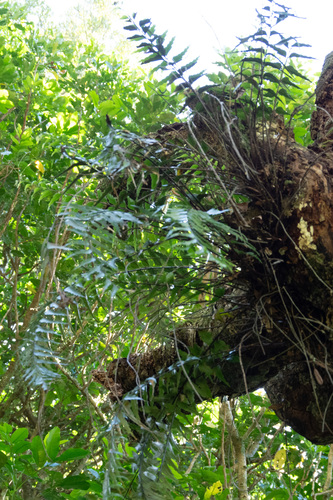 Mare's Tail Fern (Asplenium polyodon)