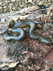 Liodytes rigida sinicola