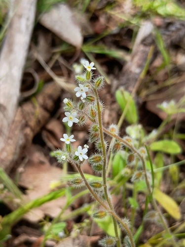 Myosotis australis, photograph 2