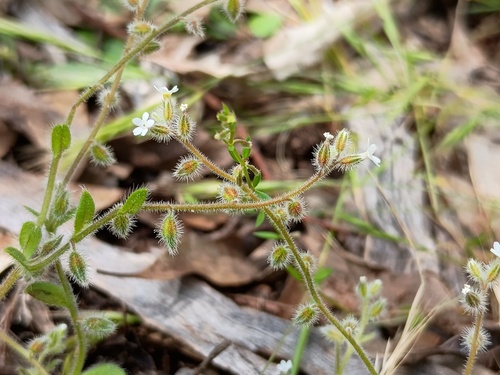 Myosotis australis, photograph 3