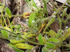 Myosotis australis, photograph (c) grampianshiker, some rights reserved (CC BY)