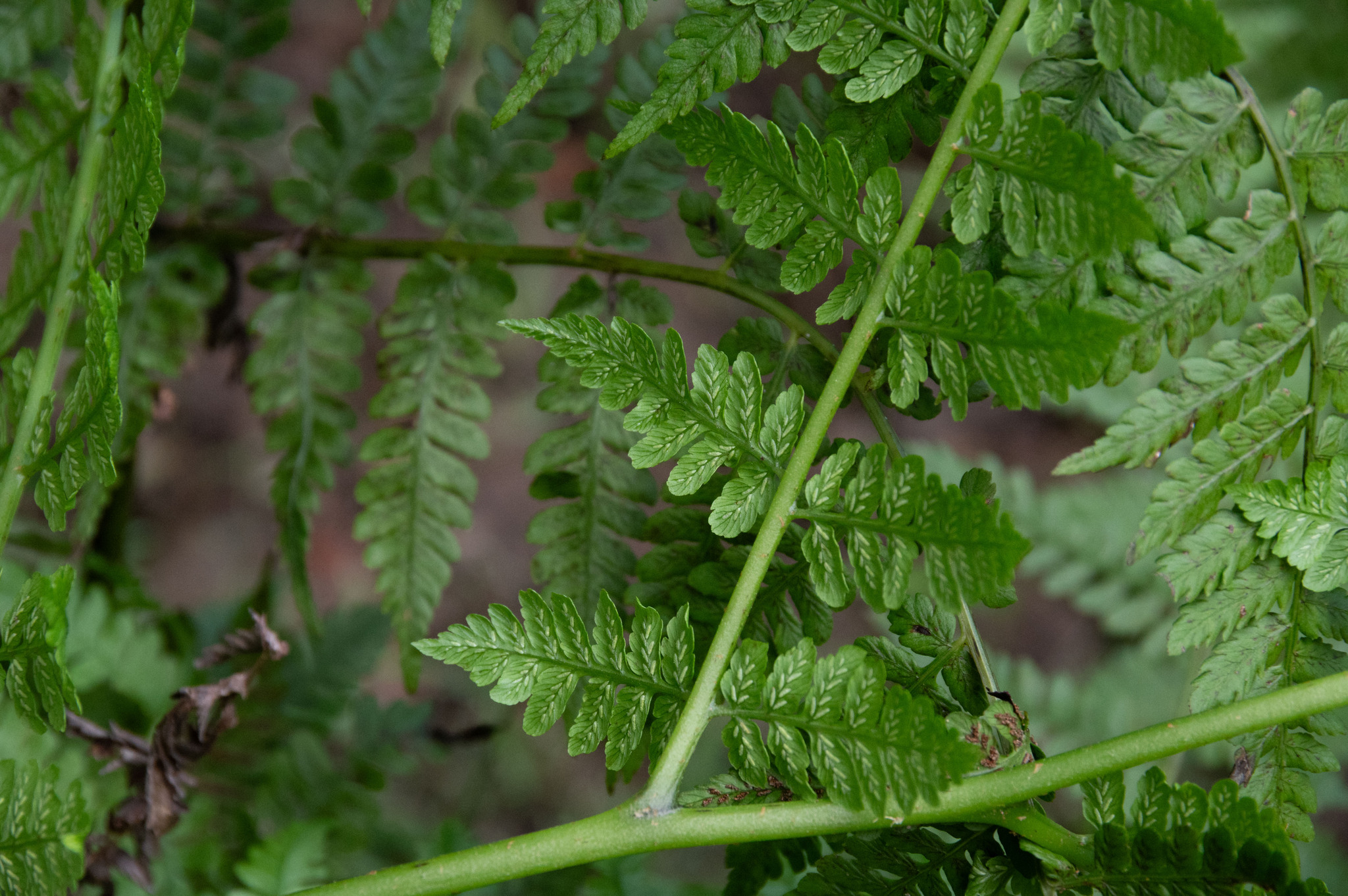 Austral Lady-Fern (Diplazium australe)