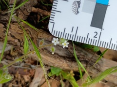 Myosotis australis, photograph (c) grampianshiker, some rights reserved (CC BY)