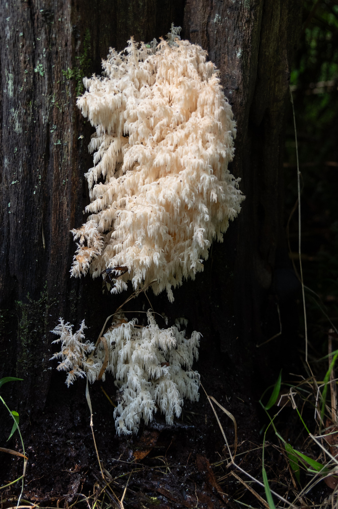 Hericium novae-zealandiae · April 2026 · photo: © lobotaniser (iNaturalist, cc-by-nc)
