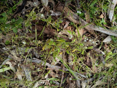 Myosotis australis, photograph 5