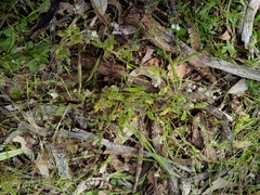 Myosotis australis, photograph (c) grampianshiker, some rights reserved (CC BY)