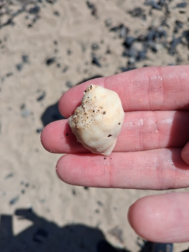 Stramonita haemastoma