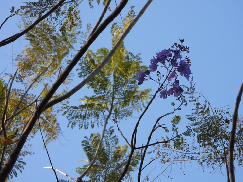 Jacaranda mimosifolia - Whole tree