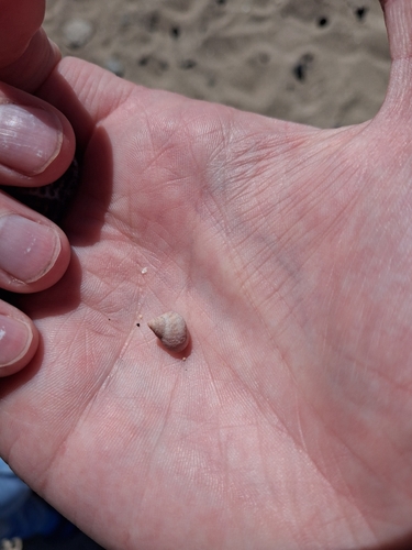 Tectarius striatus