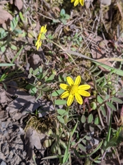 Crocidium multicaule