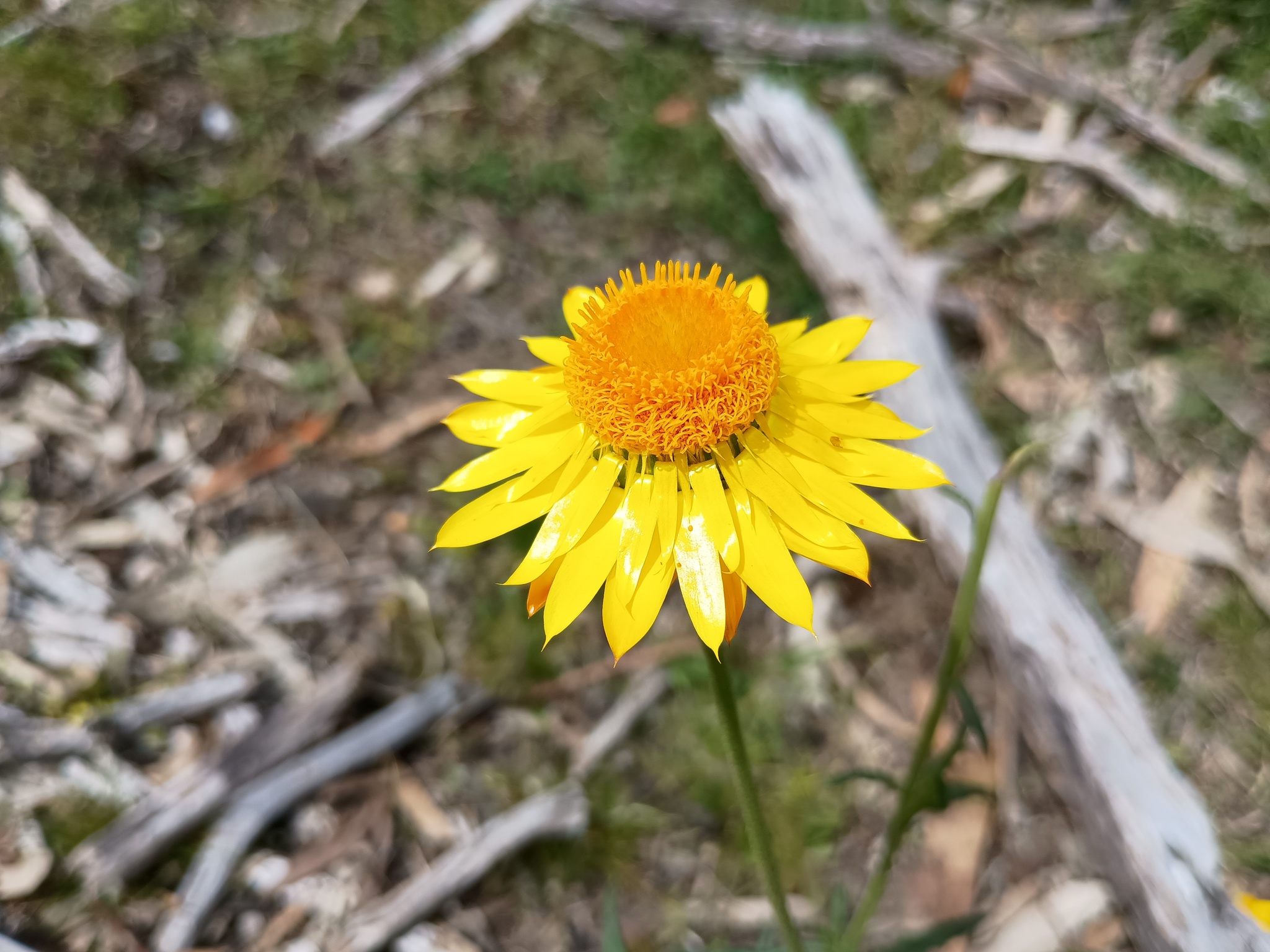 Strawflower (Xerochrysum bracteatum)