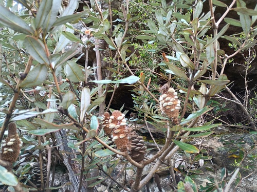 Rock Banksia (Banksia saxicola)