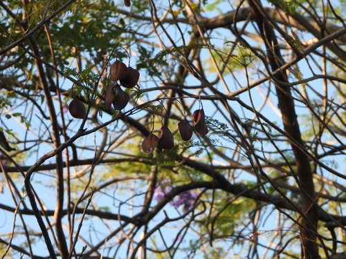 Jacaranda mimosifolia - Leaves