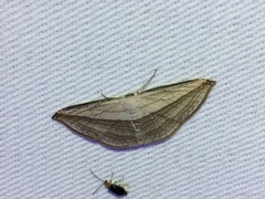 Arcobara tergeminaria