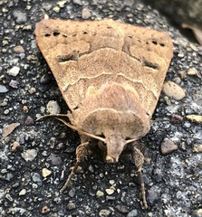 Cissusa indiscreta
