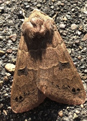 Cissusa indiscreta