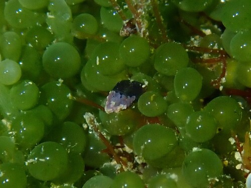 Eatoniella melanochroma, 2026-03-31