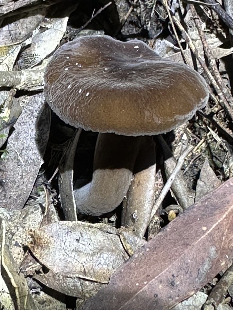 Lactifluus sepiaceus · April 2026 · photo: © prossington (iNaturalist, cc-by)