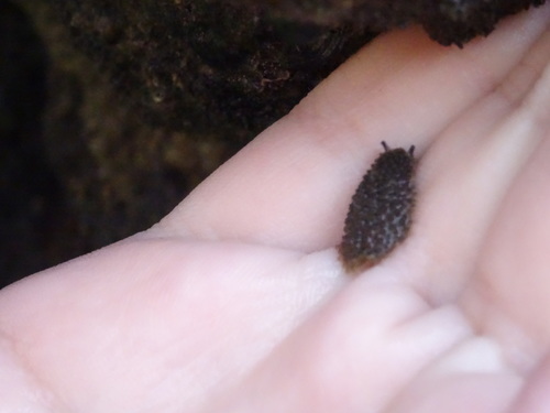 Celtic Sea Slug