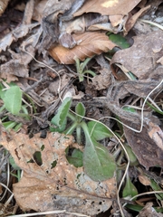 Veronica officinalis