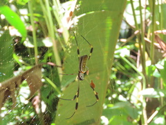 Trichonephila clavipes