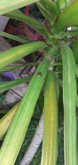Oebalus poecilus