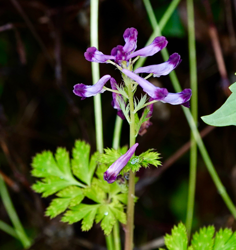 Corydalis incisa f. pallescens iNat (3)