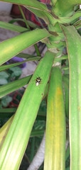 Oebalus poecilus