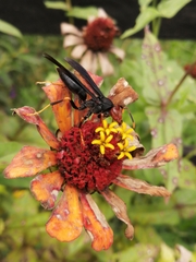 Polistes erythrocephalus