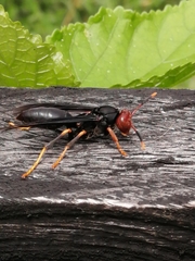 Polistes erythrocephalus