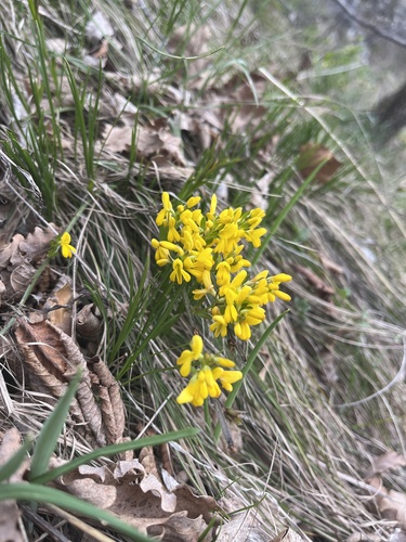 Genoa Broom (Genista januensis)