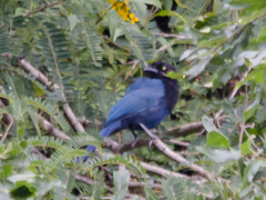 Cyanocorax melanocyaneus