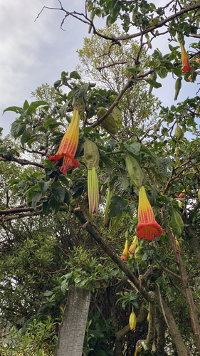 Red Angel's Trumpet (Brugmansia sanguinea)