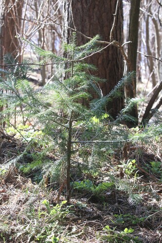 Siberian fir (Abies sibirica)