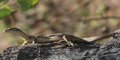 Varanus timorensis