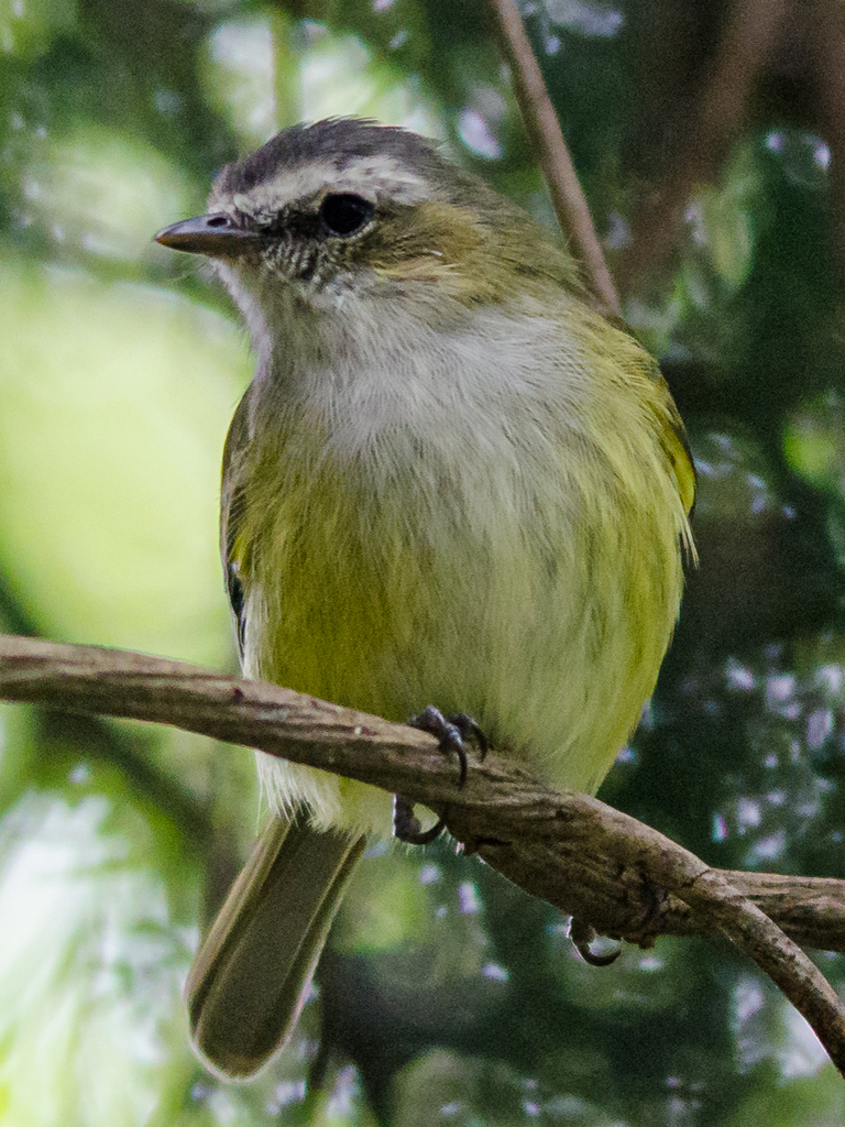 Guatemalan Tyrannulet (Zimmerius vilissimus)