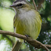 Guatemalan Tyrannulet - Photo (c) William Stephens, some rights reserved (CC BY), uploaded by William Stephens