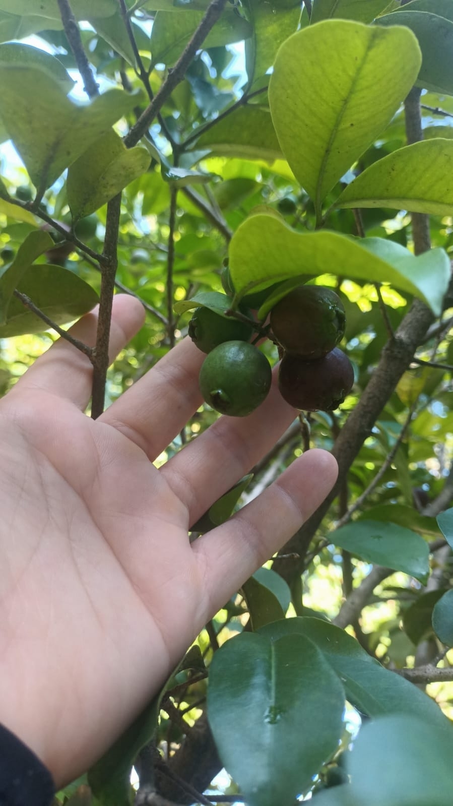 Imagem de Araçauna