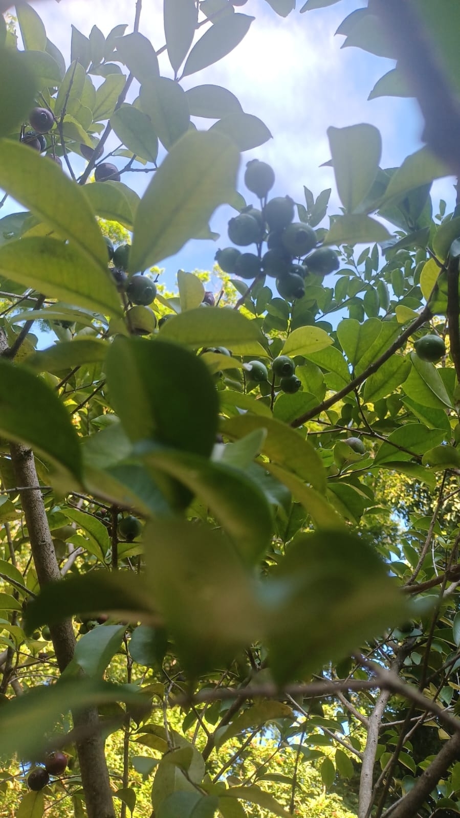 Imagem de Araçauna
