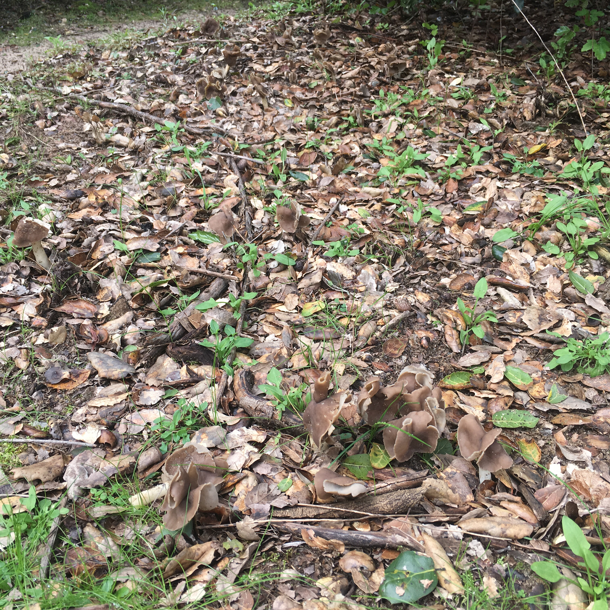 Helvella compressa image