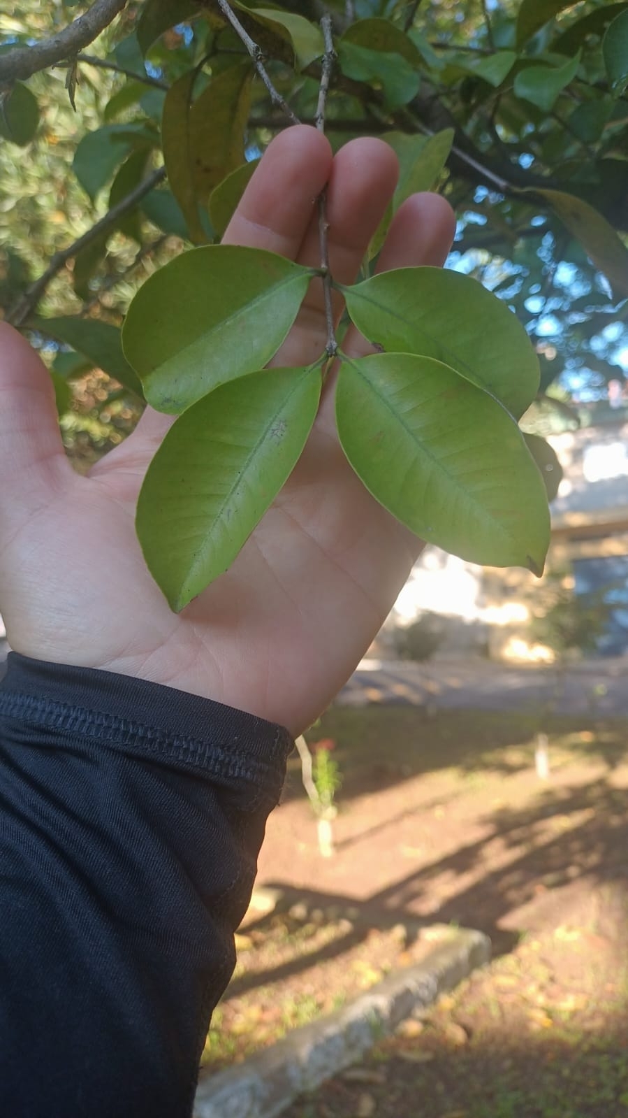 Imagem de Araçauna